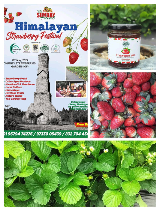 The Himalayan Strawberry Festival celebrated at Chimney Strawberry Garden, Kurseong,